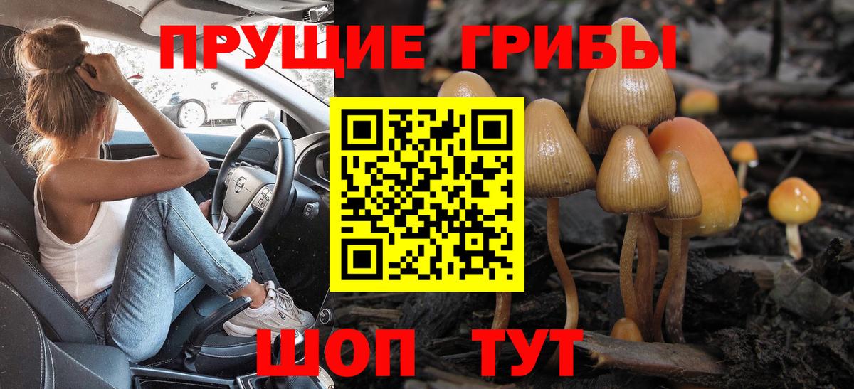 Псилоцибиновые грибы Psilocybe Гуково